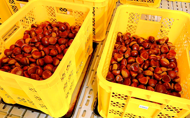 「くり～む」の栗加工所